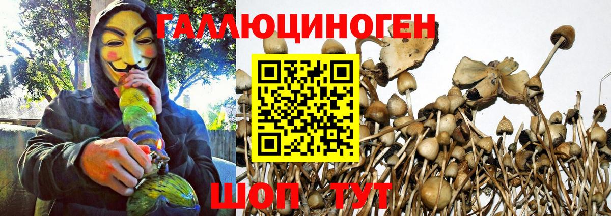 Галлюциногенные грибы Psilocybe Тамбов
